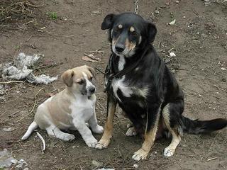 hunden til højre ( den fra den forladte gård )